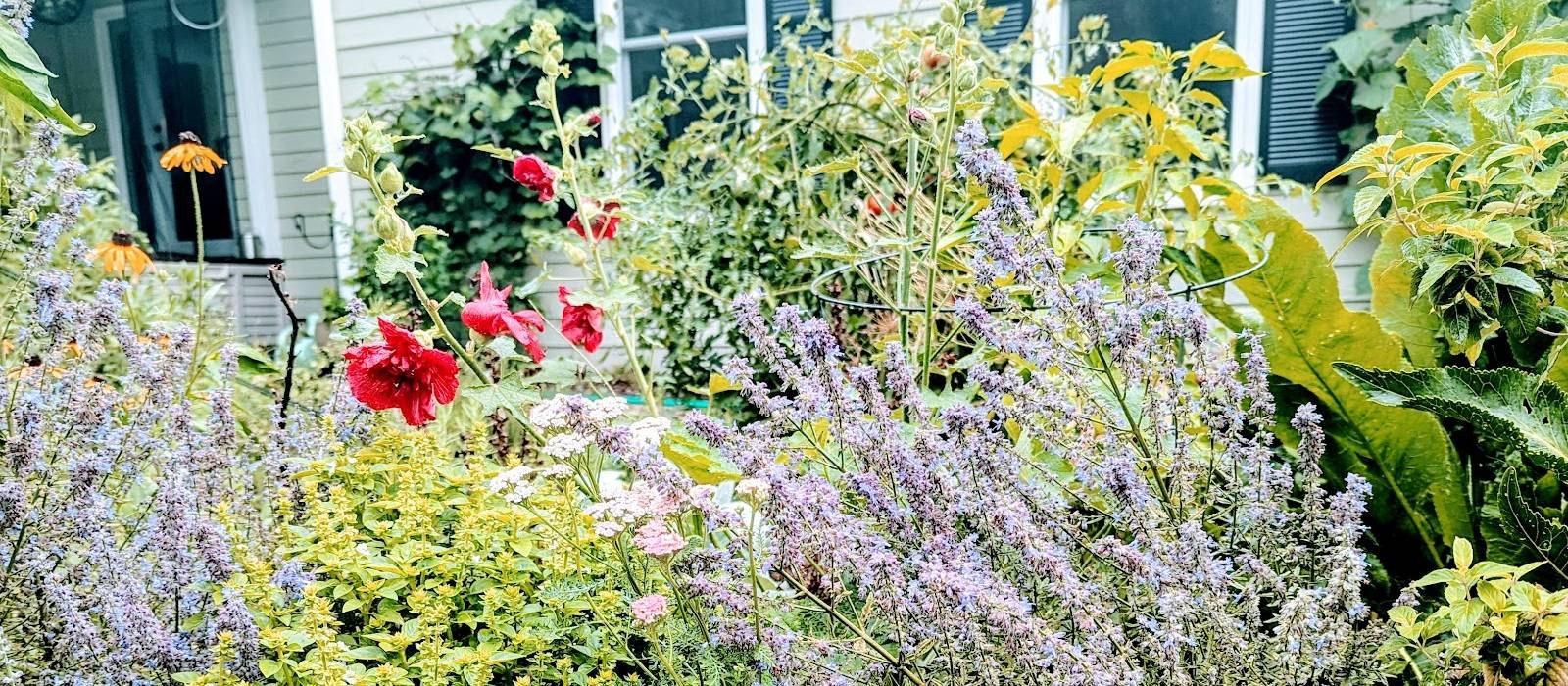 Native-plant garden design by Hi-Fi House + Garden in Lawrence, Kansas